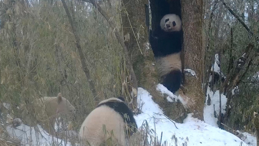 中国：坚定决心，大力推动野生大熊猫种群的增长与保护