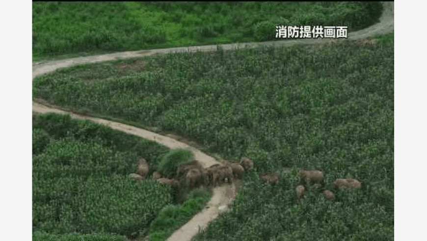 野生亚洲象温馨聚会，悠然带娃画面引人深思