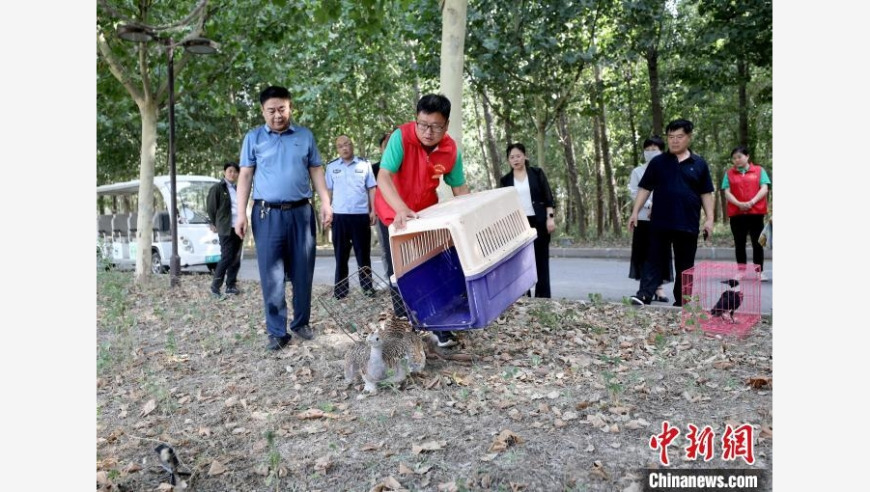 河北衡水的十多种伤病鸟科学放归行动