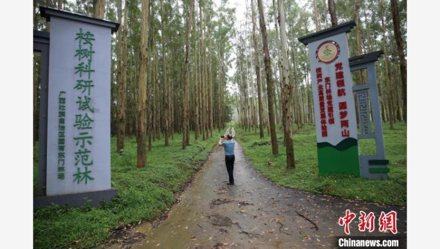 广西建成亚洲最大桉树基因库：作为中国第二大桉树育种基地，广西崛起中的桉树基因宝库——亚洲最大桉树基因库即将竣工