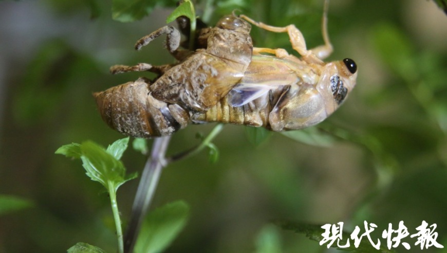 南京市民夜间实拍雨后“金蝉脱壳”，美景如画令人留连忘返