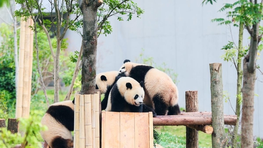 暑期旅游：成都在国内十大热门旅游城市之一，热烈带动着旅游业发展