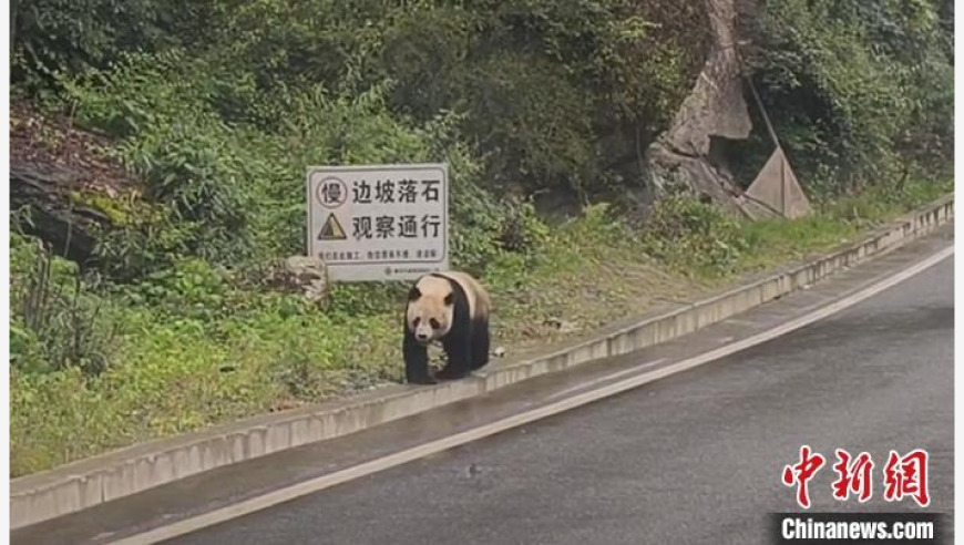 《四川宝兴：一次邂逅，一段传奇》：野生大熊猫在自驾路上的奇妙遭遇