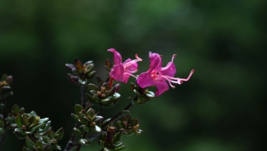 古道热肠：隔了36年的武夷山重现珍稀野生植物——武夷杜鹃