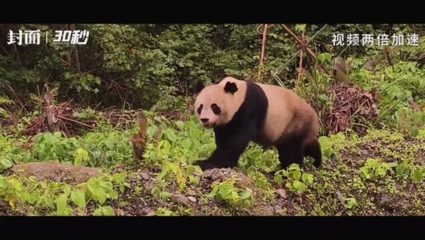 四川宝兴野生大熊猫下山，这回从容穿越马路，无需再担忧急躁的情绪。