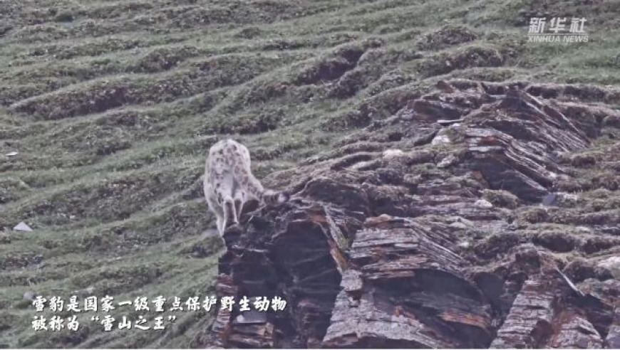 雪豹一家三口穿越三江源：探索生命禁区的独特视角