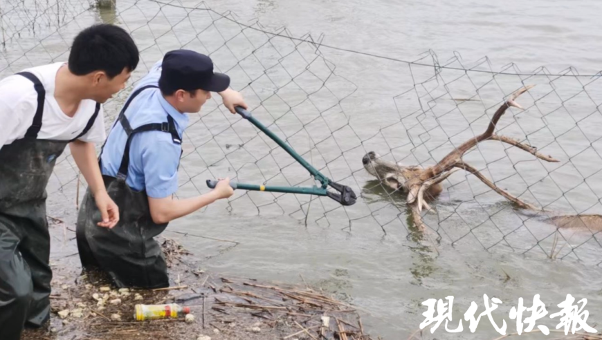 惊险万分：一只挣扎的麋鹿被困在水下的钢丝网上，生命垂危……