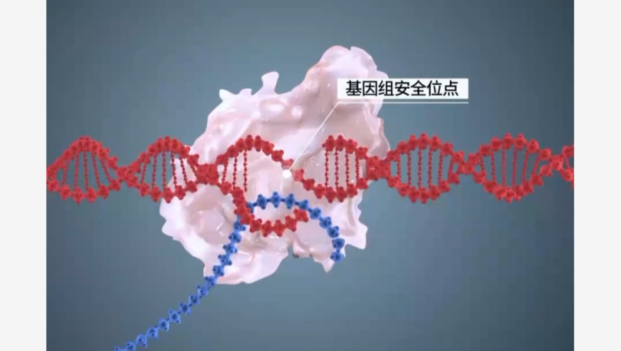基因精准写入：赋予遗传性疾病的新生希望
