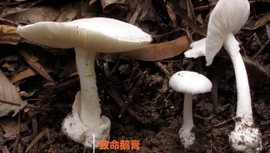 “一家四口误食野生毒菌致1死3伤”追踪：15岁男孩已完成肝移植手术，其母正等待移植