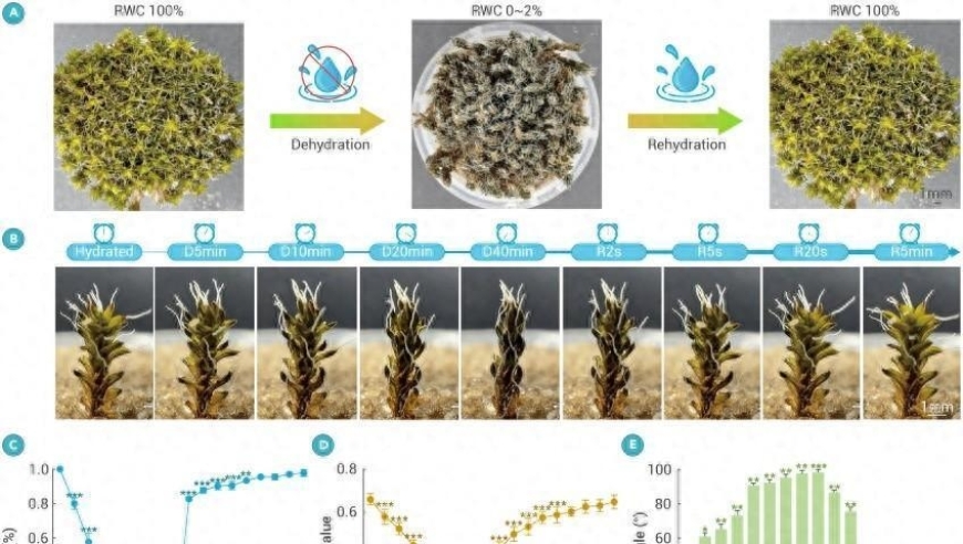 最适合在火星上生存的强健的沙漠苔藓