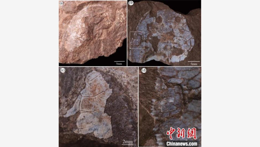 中国科学家揭示全新物种——长兴鱼化石，位于新疆塔里木盆地