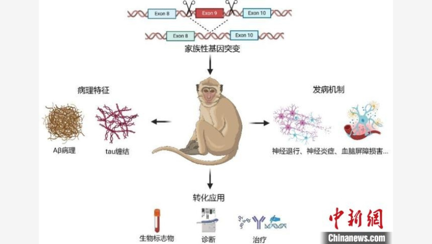 深圳科研团队揭示新型阿尔兹海默病猴模型，开启探索新策略与治疗路径的旅程