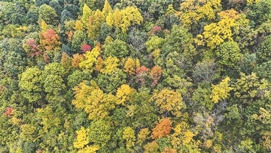 广西揭示大型原始生态型岩溶森林，总面积超500平方公里