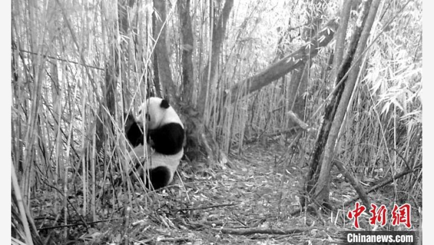 红外相机捕捉到罕见的熊猫、犀牛等野生动物动态，四川省汶川地区野生动植物多样性备受关注