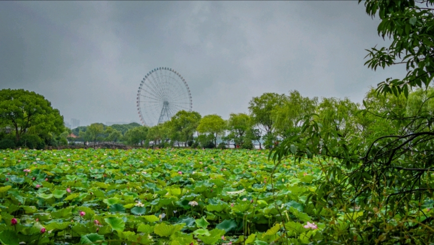 无锡蠡园的雨后美景：荷花盛开，让人流连忘返