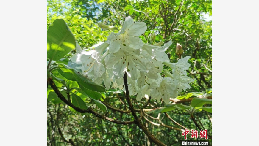 湖南炎陵，植物界的熊猫杜鹃小溪洞终于露面!