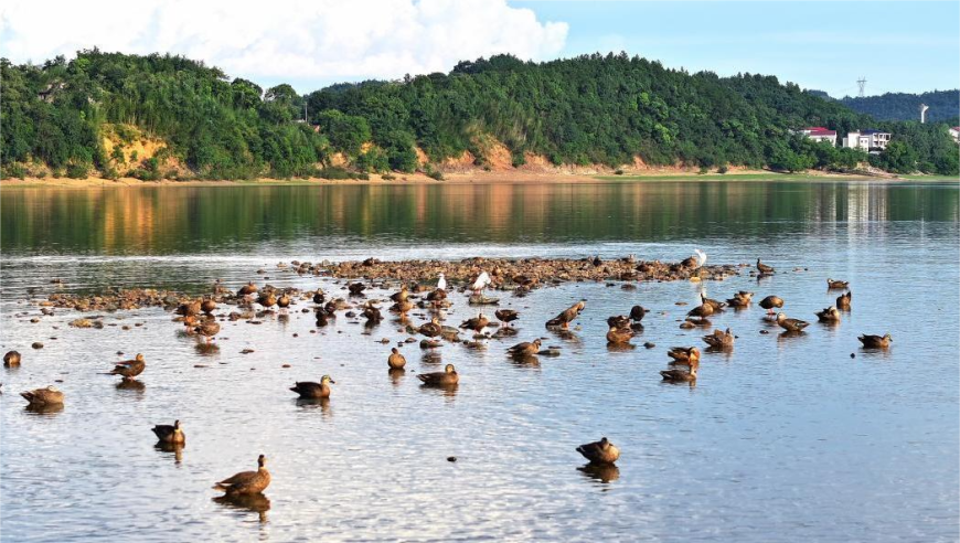 湖南衡山萱洲国家湿地公园夏日美景：鱼鸟欢聚，生态和谐