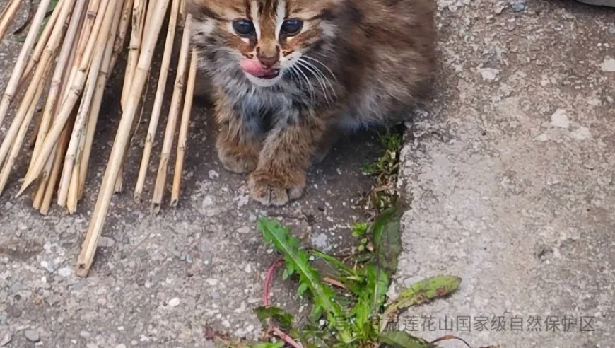 网站编辑突发奇想，发现一只珍贵的国家二级保护动物——豹猫