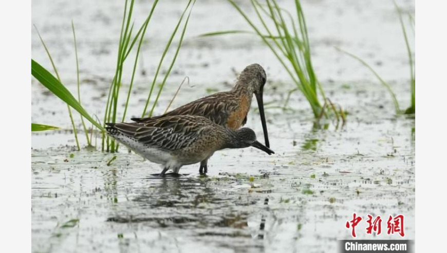 吉林莫莫格湿地首次发现珍稀半蹼鹬繁育后代：揭秘湿地生态奇观与鸟类保护