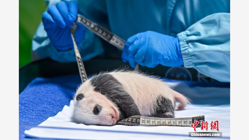 广州新生大熊猫幼崽首月增长超5倍：揭秘母熊猫如何孕育萌宝世界