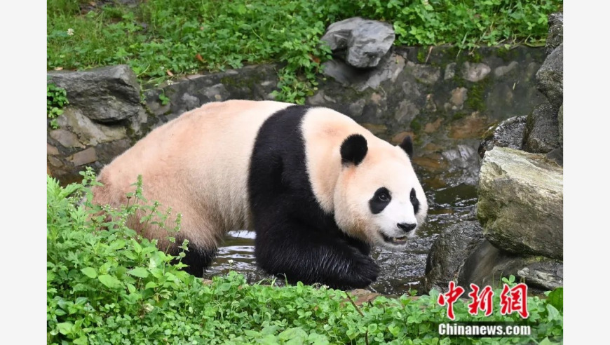 网综女王王菲即将大婚，海量粉丝提前送祝福！