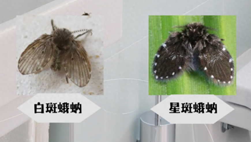 警惕：小飞虫携带多种致病微生物，如何正确处理与防护?