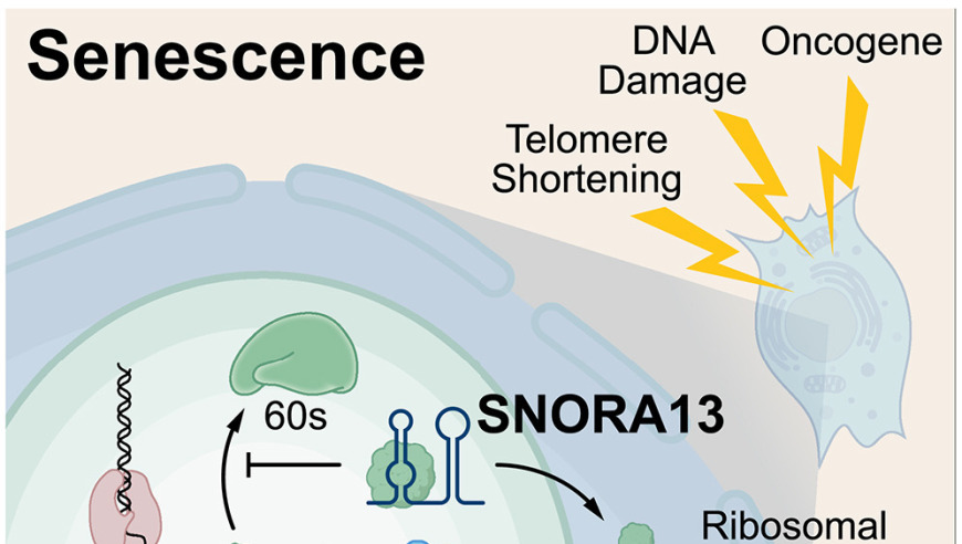 科学家揭示新型小核仁RNA分子与‘细胞衰老’调控机制