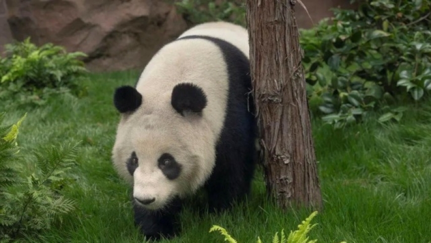 绵阳大熊猫基地未来一年即将迎来首次开园！