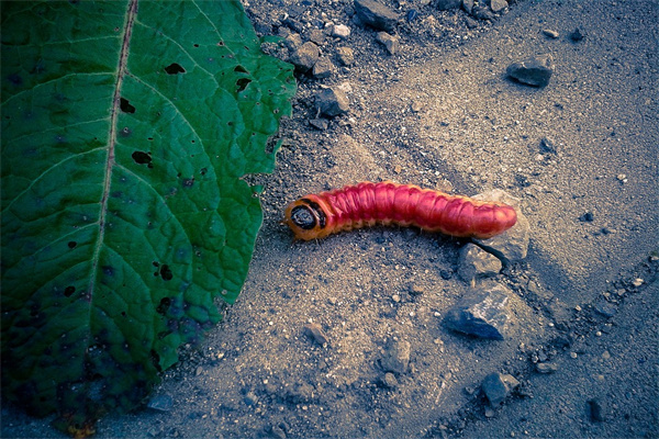 梦见红色的虫