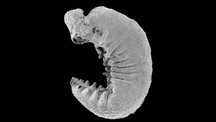 科学家发现全新物种：保存完好的5亿年前幼虫化石，揭示未解脑谜团