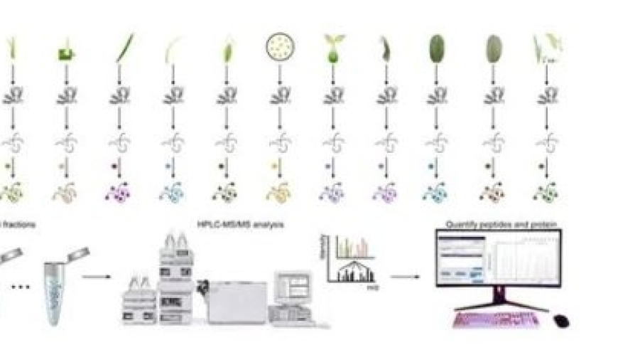 首个水稻全景定量蛋白质组谱发布：揭秘水稻生长的秘密!