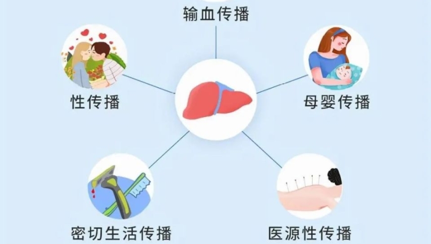 蚊虫传播途径对乙型肝炎感染的影响：一项深入探讨