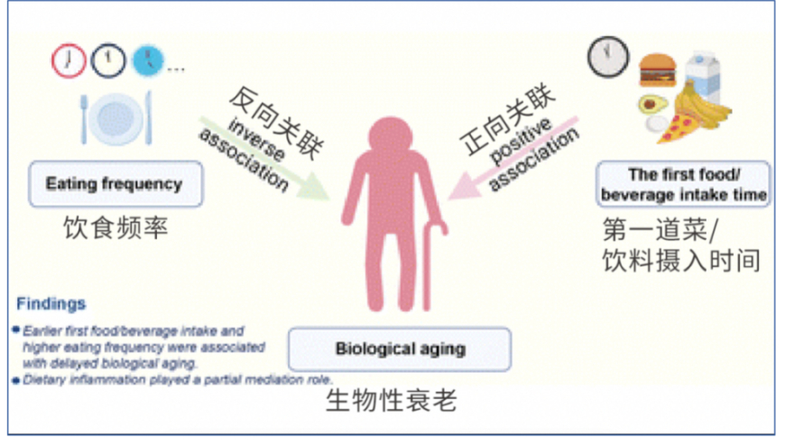 早餐这样吃：科学揭示加速衰老秘密，天哪！快来学习吧！