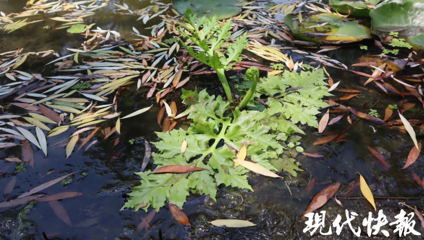 扬州全新发现：惊现罕见极危物种水蕨群落，规模超过200平方米！