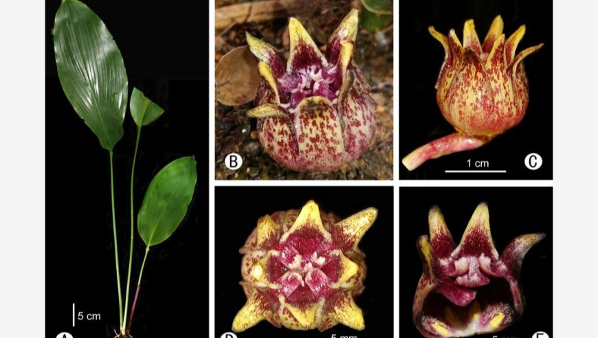 西南岩溶国家公园探索：新增五种神秘植物种类