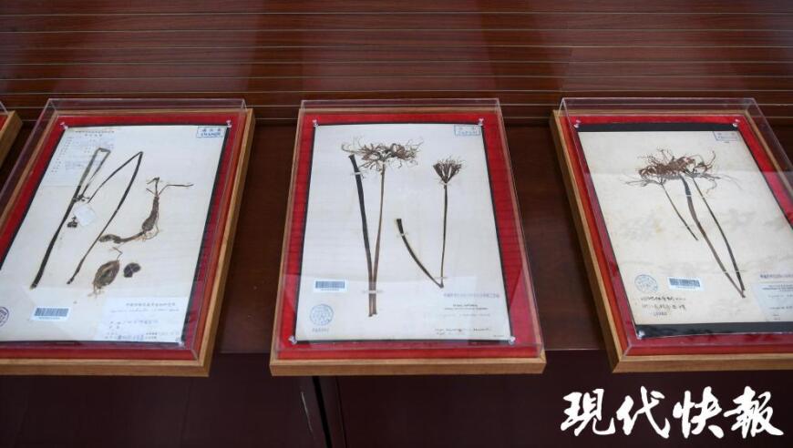 全国石蒜学术与产业发展研讨会于南京召开，植物抗阿尔茨海默病潜力有望得到深入探讨

或者

全国石蒜产业研讨会在南京拉开帷幕，植物的潜在医疗价值备受关注

或者

南京召开全国石蒜学术与产业发展研讨会，揭示植物抗阿尔茨海默病的研究新进展