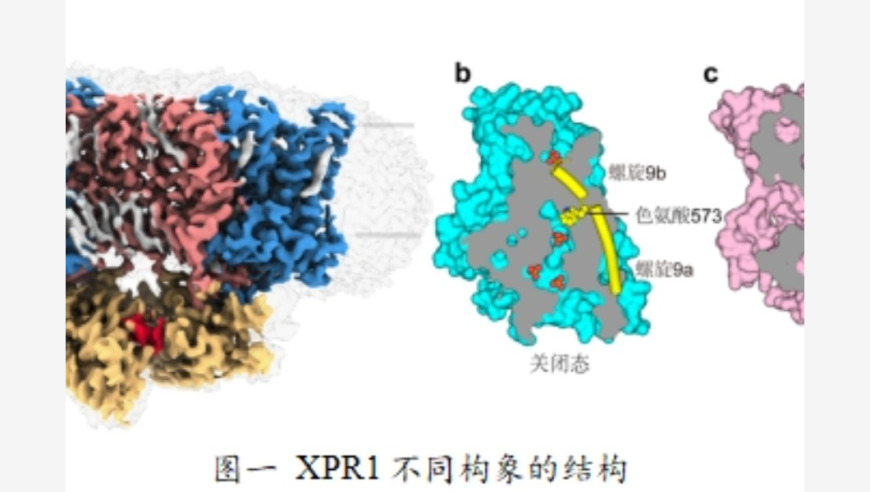 科学家揭示：人体磷酸盐稳态的「阀门」机制