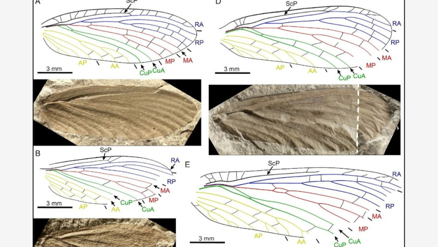 中国发现首例二叠纪透翅目昆虫化石，刷新世界对古代生物的认知