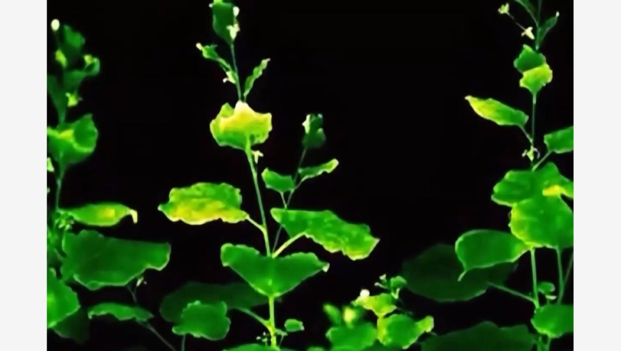 奇妙的秸秆编织工艺：植物也能变成环保小夜灯