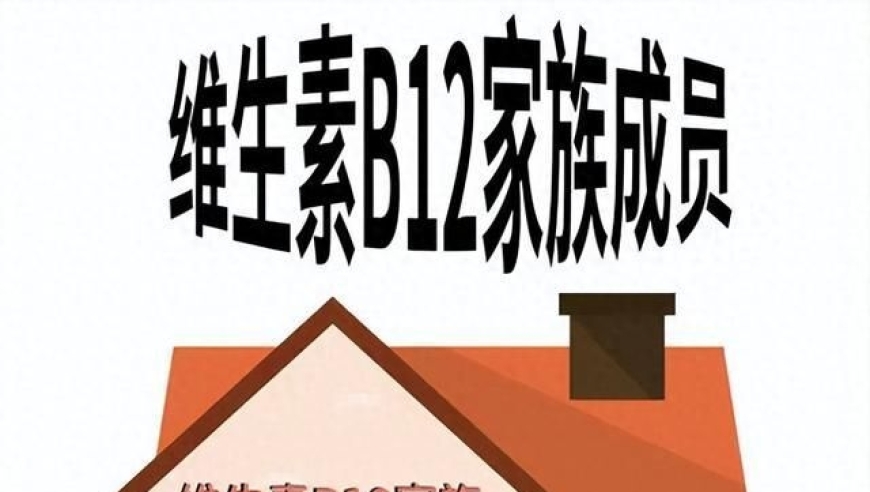 理解并掌握维生素B12：全面了解其作用与应用场景