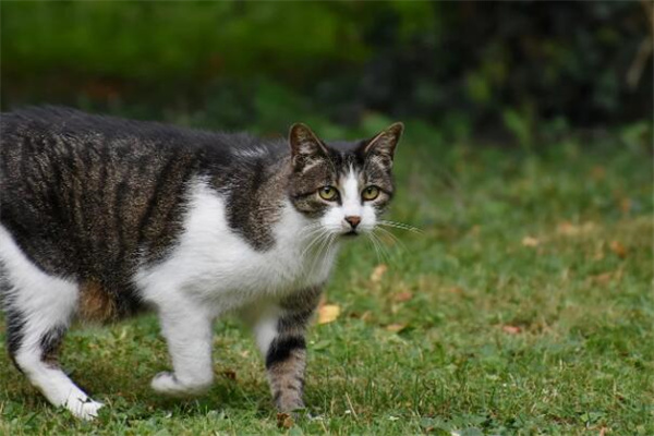 梦见猫咪生崽的象征和解析：解读你的潜意识暗示