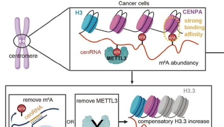 细胞Press青促会讲述m⁶A修饰的cenRNA稳定CENPA对癌症着丝粒稳态的影响及其在研究中的应用