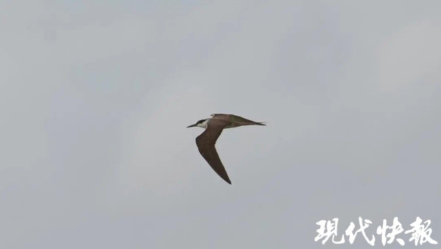 常州：首次记录到褐翅燕鸥和白腰燕鸥的身影