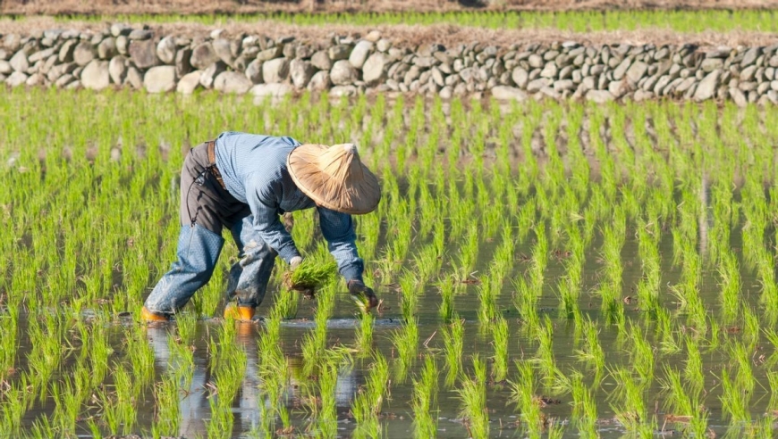 揭秘稻田的秘密：智能秋收氨挥发评估系统揭示农业动态