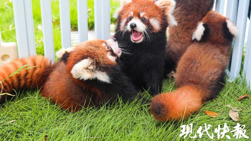 常州淹城动物园首度展示10只人工繁育的熊猫宝宝，展现智慧与魅力