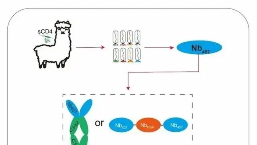 南大科研团队的重大突破：发现强效HIV纳米抗体