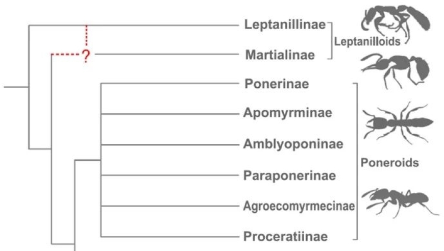 南京古生物学家揭示蚂蚁演化关系：南京古生物学家发现了关于火星的全新证据，揭秘蚂蚁物种多样性