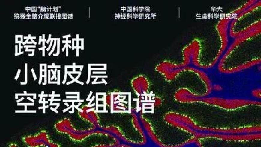 中国科学家发现全新小脑皮层单细胞空间转录图谱，揭示神经网络复杂性与高级功能的秘密