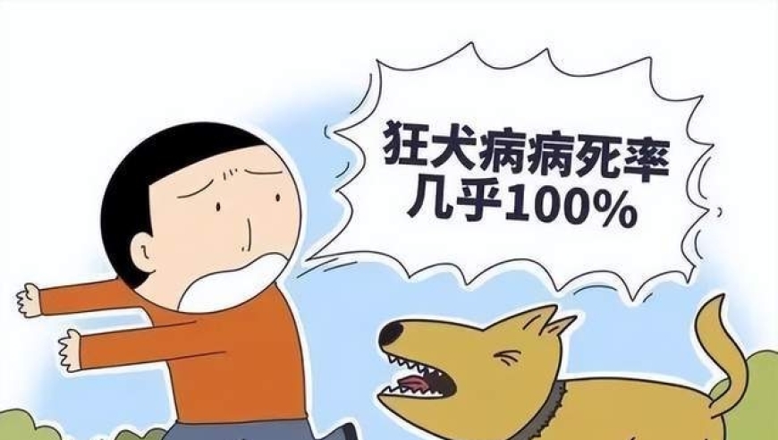 狂犬病的严重性：为何每年都有数百人因此丧生？有效防治方法就在眼前！