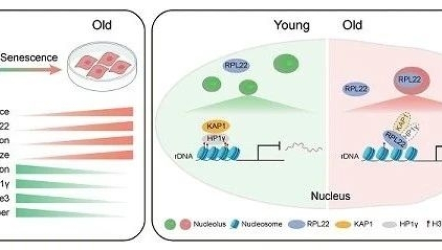 中国科学院科研团队揭示：核糖体蛋白RPL22驱动人体干细胞衰老的分子机制